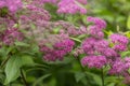 Summer background of grass and flowers. Spiraea japonica