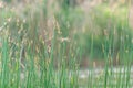 Summer background, green grass on a blurred background and dragonfly. Fuzzy colorful bokeh. Royalty Free Stock Photo