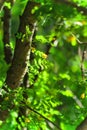 Summer background with green leaves