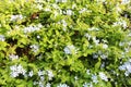 Summer background with green leaves and small blue flowers. Natural organic texture.