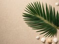 summer background with green palm leaf and shell beach texture copy space. Royalty Free Stock Photo