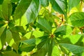 Summer green sun-drenched leaves of decorative grapes.