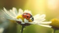 Summer background with ladybug and a white daisy flower well lit with morning sun. Generative AI Royalty Free Stock Photo