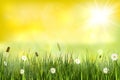 Summer background landscape with yellow sunshine, blurry lights, meadow and wild flowers Royalty Free Stock Photo