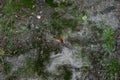summer background: a large slug crawling on green moss Royalty Free Stock Photo