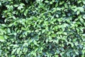 Summer background with leaves of different shades of green color. Natural texture.