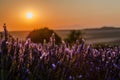 Summer background: lilac blossom of levender field lit by golden Royalty Free Stock Photo