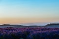 Summer background: lilac blossom of levender field lit by golden Royalty Free Stock Photo