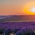 Summer background: lilac blossom of levender field lit by golden Royalty Free Stock Photo