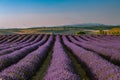 Summer background: lilac blossom of levender field lit by golden Royalty Free Stock Photo