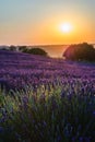 Summer background: lilac blossom of levender field lit by golden Royalty Free Stock Photo