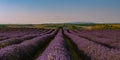 Summer background: lilac blossom of levender field lit by golden Royalty Free Stock Photo