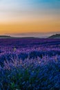 Summer background: lilac blossom of levender field lit by golden Royalty Free Stock Photo