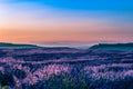 Summer background: lilac blossom of levender field lit by golden Royalty Free Stock Photo