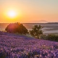 Summer background: lilac blossom of levender field lit by golden Royalty Free Stock Photo