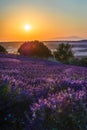 Summer background: lilac blossom of levender field lit by golden Royalty Free Stock Photo