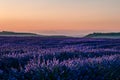 Summer background: lilac blossom of levender field lit by golden Royalty Free Stock Photo