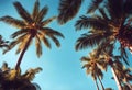 Summer background. Low angle view of tropical palm trees over clear blue sky stock photoPalm Tree Beach Summer Backgrounds Coconut Royalty Free Stock Photo
