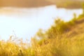 Summer background - lush grass is orange in the rays of the sett Royalty Free Stock Photo