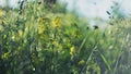 Summer background. morning misty summer meadow grass panicles rising sun Royalty Free Stock Photo