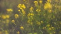 Summer background. morning misty summer meadow grass panicles rising sun Royalty Free Stock Photo