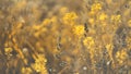 Summer background. morning misty summer meadow grass panicles rising sun Royalty Free Stock Photo