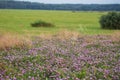 Summer background of nature, clover, forest.