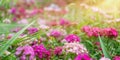 Summer background, panorama with pink flowers and sunlight. Garden carnation in a flower bed. Banner with space for text Royalty Free Stock Photo