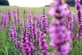 Summer background: pastel meadow flowers on a meadow on a summer evening in the rays of the setting sun, bokeh, close-up Royalty Free Stock Photo