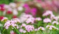 Summer background with pink flowers. Garden carnation in a flower bed. Space for text Royalty Free Stock Photo