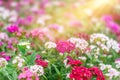 Summer background with pink flowers and sunlight. Garden carnation in a flower bed. Space for text Royalty Free Stock Photo