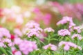 Summer background with pink flowers and sunlight. Garden carnation in a flower bed. Space for text Royalty Free Stock Photo