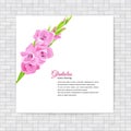 Summer background with pink gladiolus.