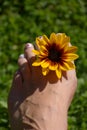 Summer background with pretty female foot with sunflower between the toes Royalty Free Stock Photo