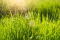 Summer background. rural summer backgrounds. Abstract natural backgrounds with green grass and beauty bokeh Royalty Free Stock Photo