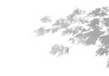 Summer background of shadows branch leaves on a white wall. White and Black for overlaying a photo or mockup Royalty Free Stock Photo