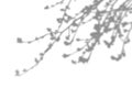 Summer background of shadows branch leaves on a white wall. White and Black for overlaying a photo or mockup Royalty Free Stock Photo