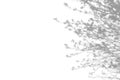 Summer background of shadows branch leaves on a white wall. White and Black for overlaying a photo or mockup Royalty Free Stock Photo
