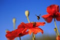 Summer background with small honey bee flies and collects nect Royalty Free Stock Photo