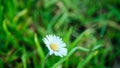 summer background. soft focus. Little white wildflower daisy flower on green blurred grass background. Natural background for Royalty Free Stock Photo