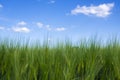 Summer background with spikes of green rye and blue sky Royalty Free Stock Photo