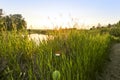 Summer background - sunset over a calm river. Sunlight breaking through tall grass. Summer landscape, Russia Royalty Free Stock Photo