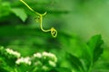 Summer background - tendril