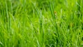 Summer background with thick fresh green grass