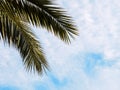 Summer background, tropical bright palm leaf on the blue sky. Copy space, summer vacation concept Royalty Free Stock Photo