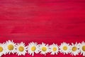 Summer background. White daisy border on red background. Copy sp