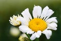 Macro Shot of white daisy flower in sunlight. Royalty Free Stock Photo