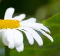 Macro Shot of white daisy flower in sunlight. Royalty Free Stock Photo