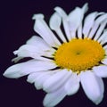 Macro Shot of white daisy flower isolated on gray. Royalty Free Stock Photo