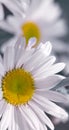 Macro Shot of white daisy flower isolated on gray. Royalty Free Stock Photo